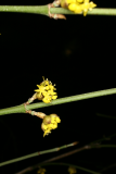 Cornus officinalis RCP3-10 051.jpg